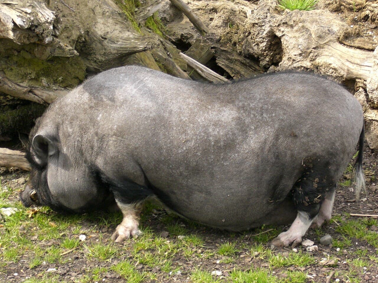 Hängebauchschwein im Tiergarten Ulm